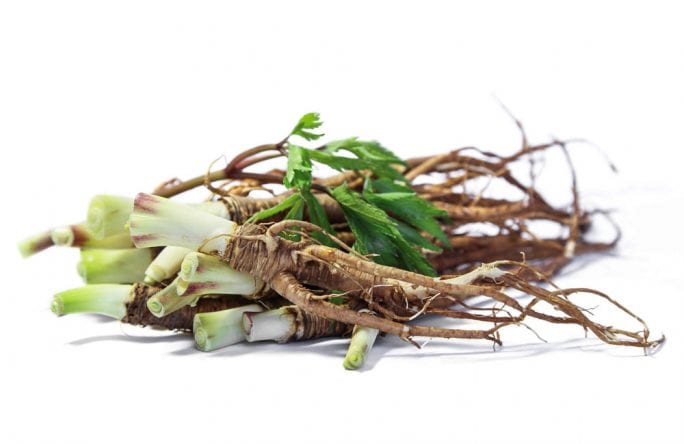 אנג'ליקה סינית | Angelica sinensis – אלטמן בריאות