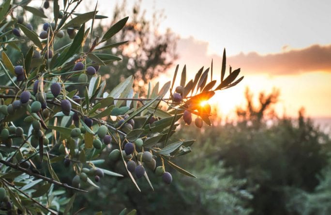 עץ הזית ועלי הזית: כל מה שצריך לדעת – אלטמן בריאות