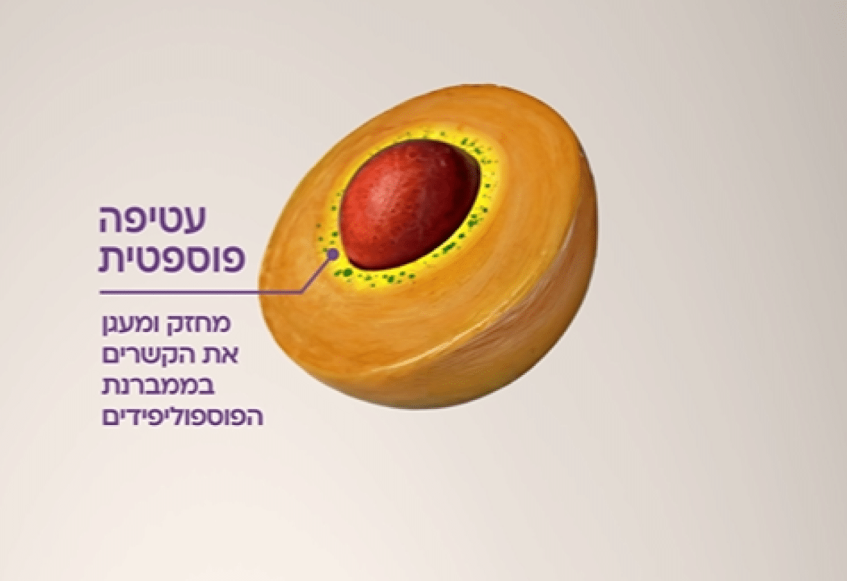 ברזל קומפורט